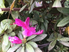 Rhododendron pulchrum phoeniceum