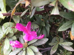 Rhododendron pulchrum phoeniceum