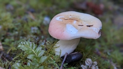 Russula bicolor