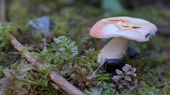 Russula bicolor