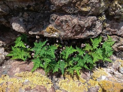 Aleuritopteris argentea