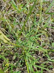 Crotalaria lanceolata