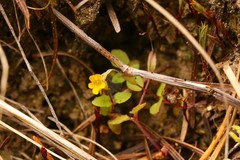Erythranthe alsinoides