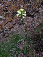 Erysimum flavum altaicum