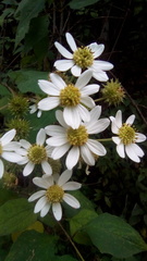 Montanoa frutescens