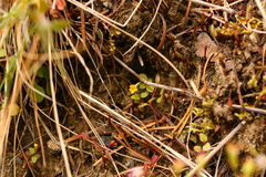 Erythranthe alsinoides