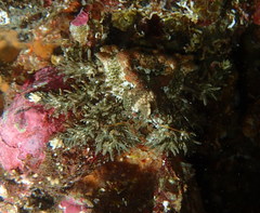Phyllolithodes papillosus