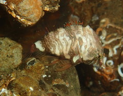 Rhamphocottus richardsonii