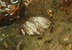 Rhamphocottus richardsonii