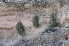 Perityle ambrosiifolia