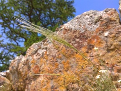 Stipa orientalis