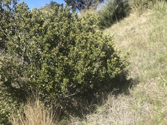Olearia coriacea