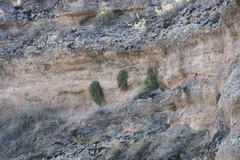 Perityle ambrosiifolia