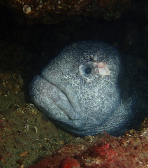 Anarrhichthys ocellatus
