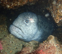Anarrhichthys ocellatus