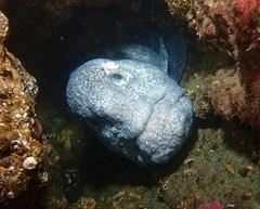 Anarrhichthys ocellatus
