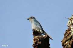 Cyornis unicolor