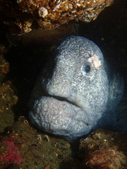 Anarrhichthys ocellatus