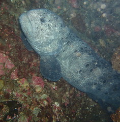 Anarrhichthys ocellatus