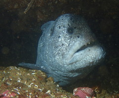 Anarrhichthys ocellatus