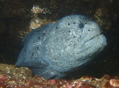 Anarrhichthys ocellatus