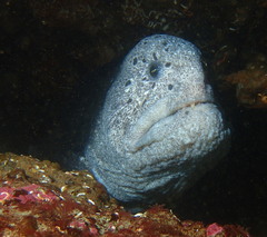 Anarrhichthys ocellatus