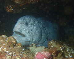 Anarrhichthys ocellatus