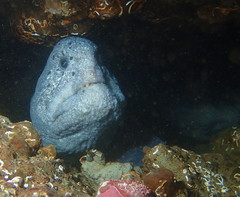 Anarrhichthys ocellatus