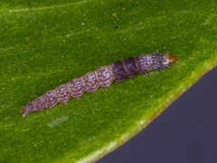 Ardozyga stratifera