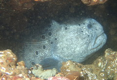 Anarrhichthys ocellatus