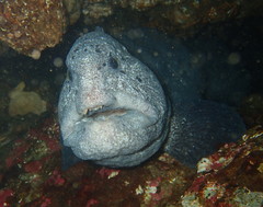 Anarrhichthys ocellatus