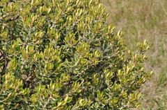 Olearia coriacea