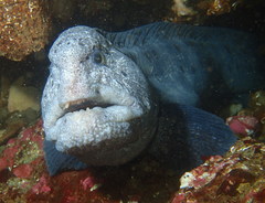 Anarrhichthys ocellatus