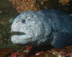 Anarrhichthys ocellatus