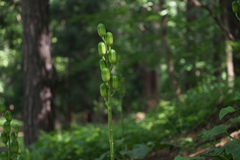 Cardiocrinum cordatum