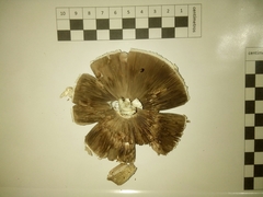 Fungi