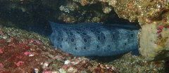 Anarrhichthys ocellatus