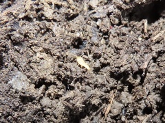 Atelurinae