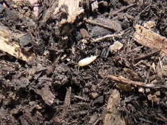 Atelurinae