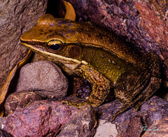 Indosylvirana caesari