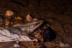 Indosylvirana caesari