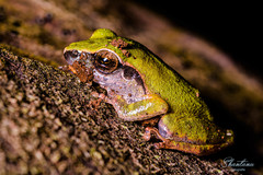 Pseudophilautus amboli