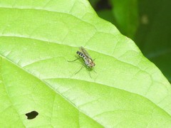 Plagioneurus univittatus