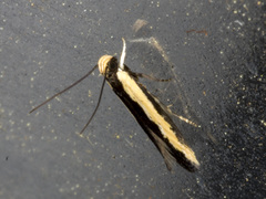 Ardozyga stratifera