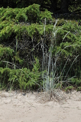 Elymus lanceolatus