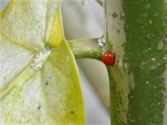 Chilocorus circumdatus