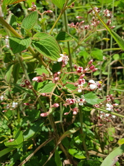 Heterocentron glandulosum