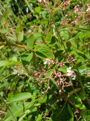 Heterocentron glandulosum