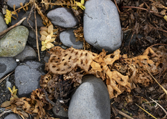 Thalassiophyllum clathrus