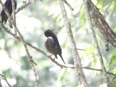 Molothrus bonariensis